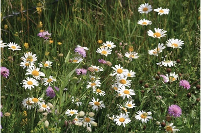 Ontharding bloemen